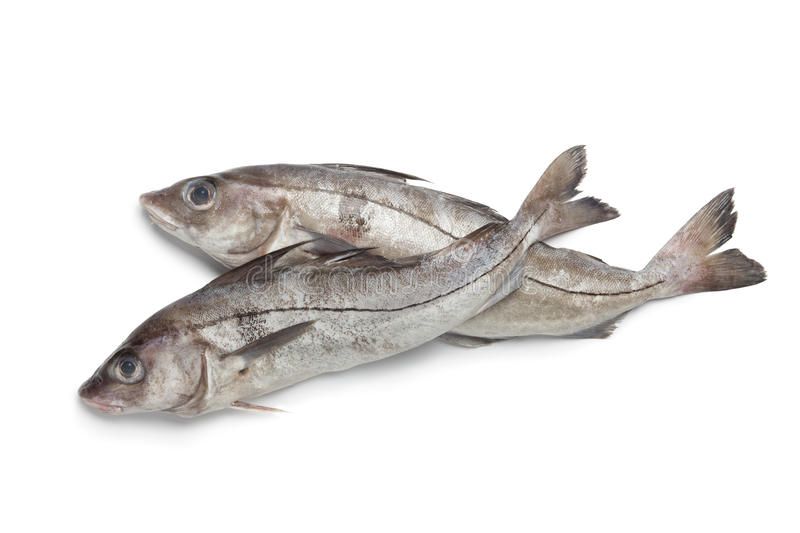 Haddock