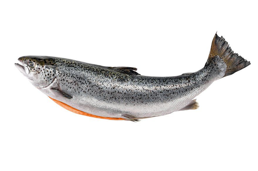 Salmon
